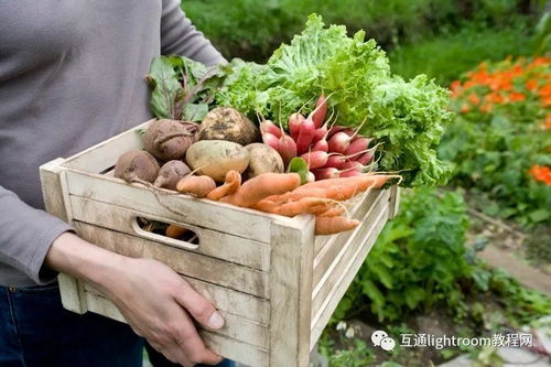 農業攝影的魅力 如何捕捉食用農產品零售的生動瞬間